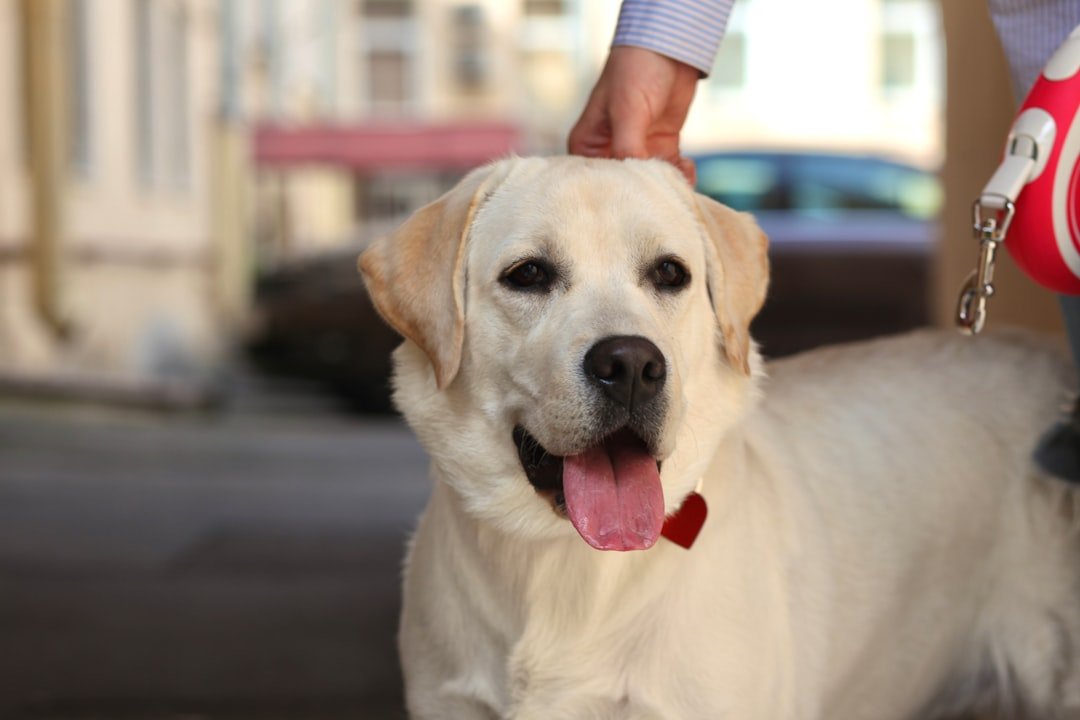 Labrador Retriever - The People-Pleasing Champion (image credits: unsplash)