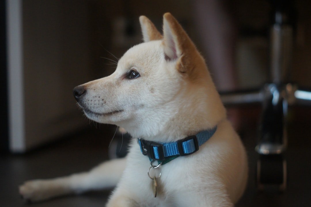 Shiba Inu - The Naturally Clean Perfectionist (image credits: unsplash)