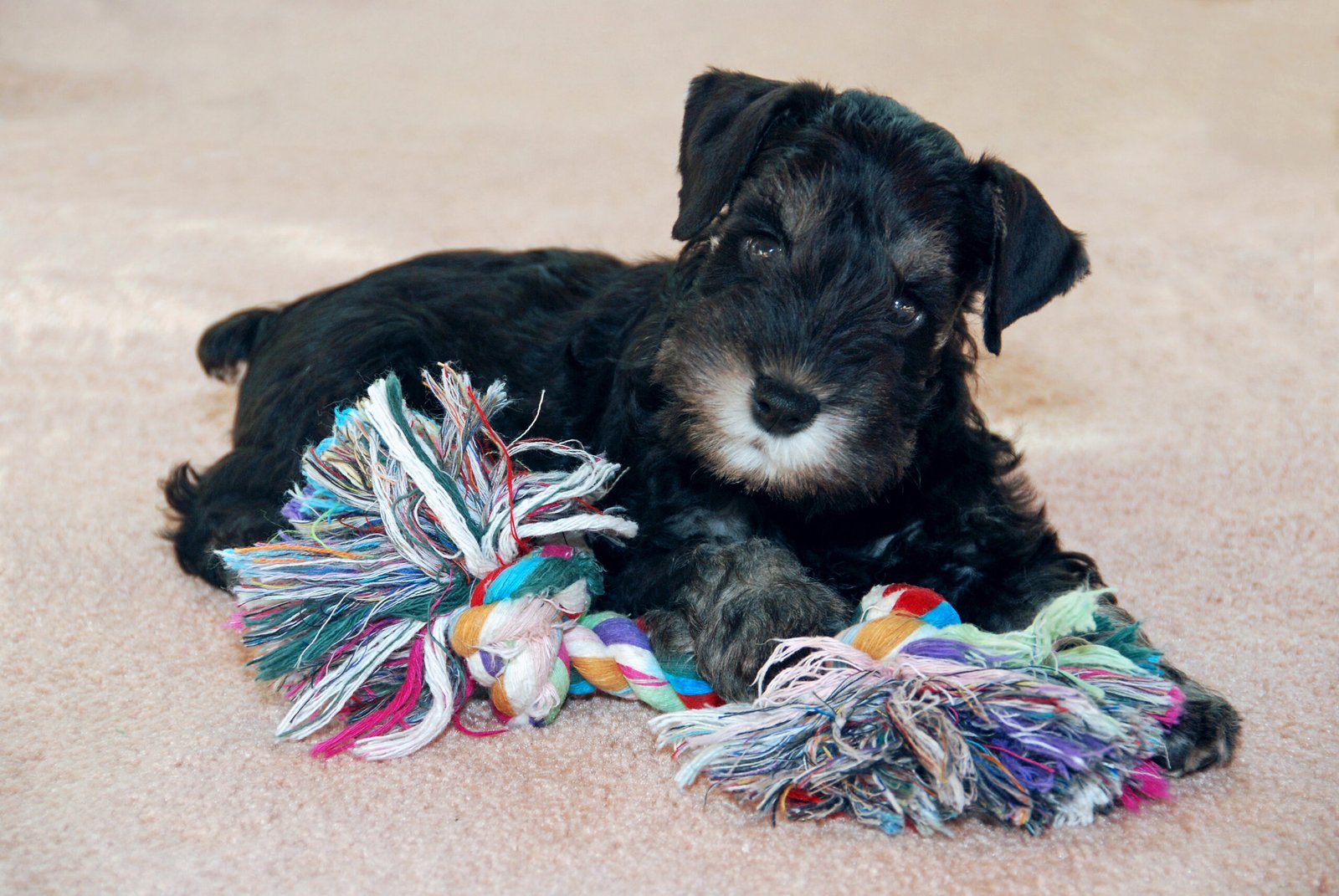 Miniature Schnauzer - The Quick Study (image credits: wikimedia)