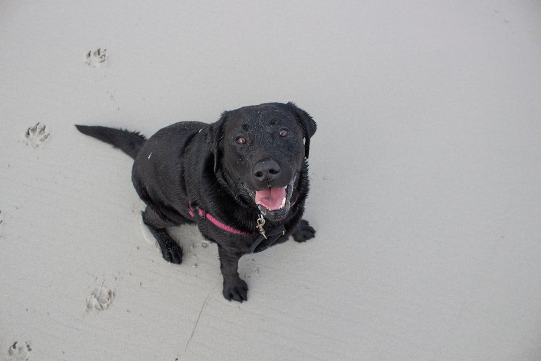 Oregon's Coast is a Black Lab Paradise (image credits: unsplash)