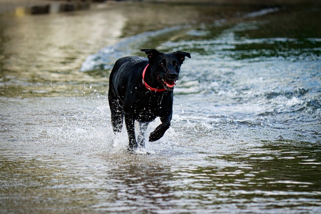 Community Culture and Canine Celebrities (image credits: unsplash)