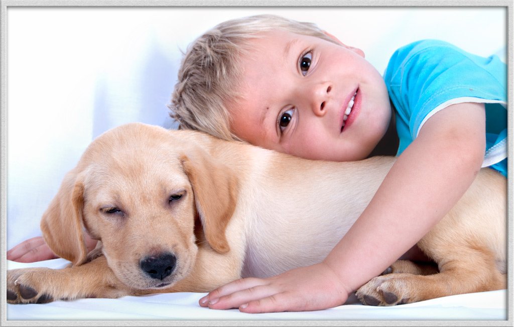 The Gentle Giant: Labrador Retriever (image credits: flickr)