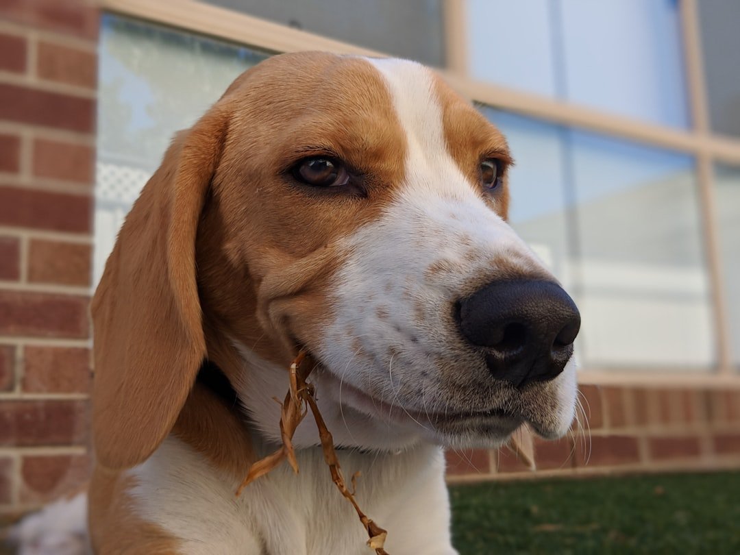 The Happy Hound: Beagle (image credits: unsplash)