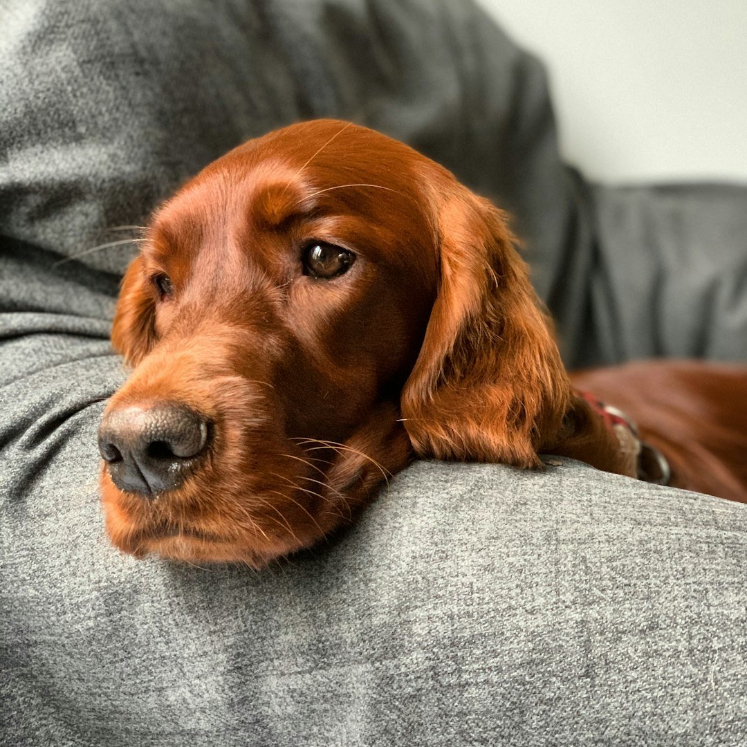 The Sporty Sidekick: Irish Setter (image credits: unsplash)