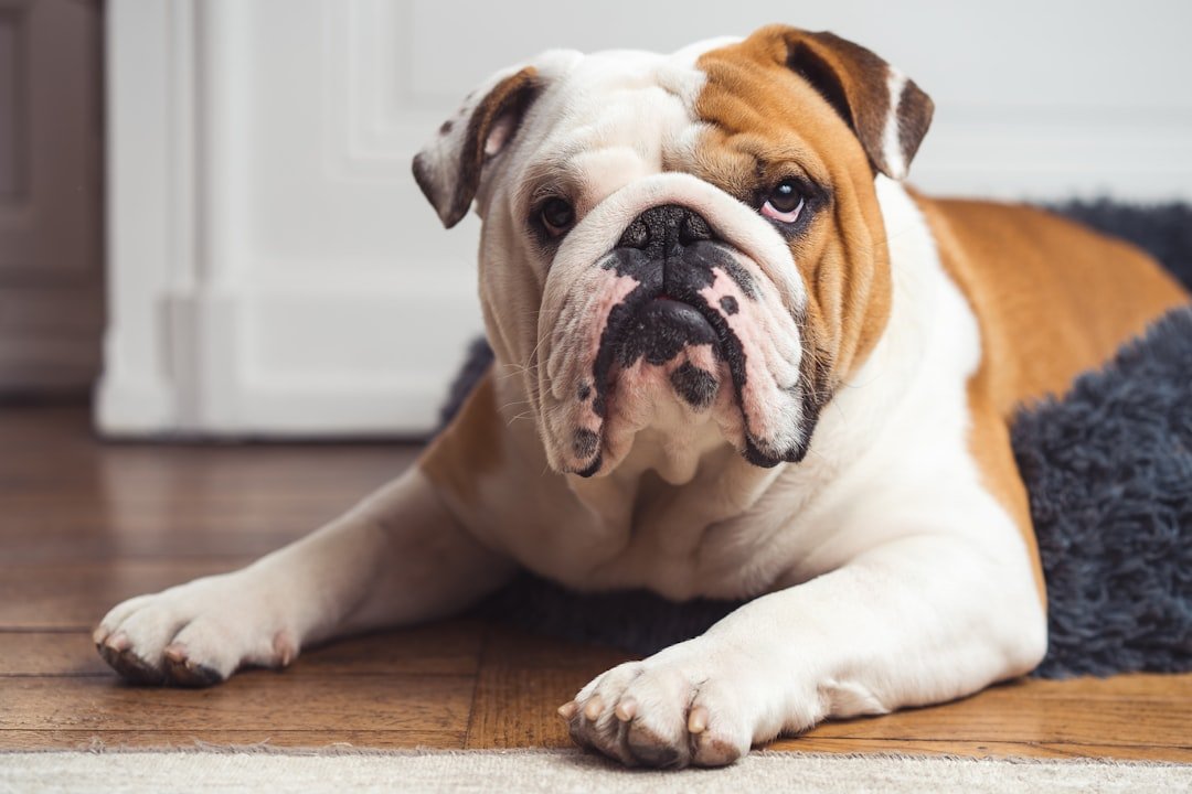The Clown Prince: Bulldog (image credits: unsplash)
