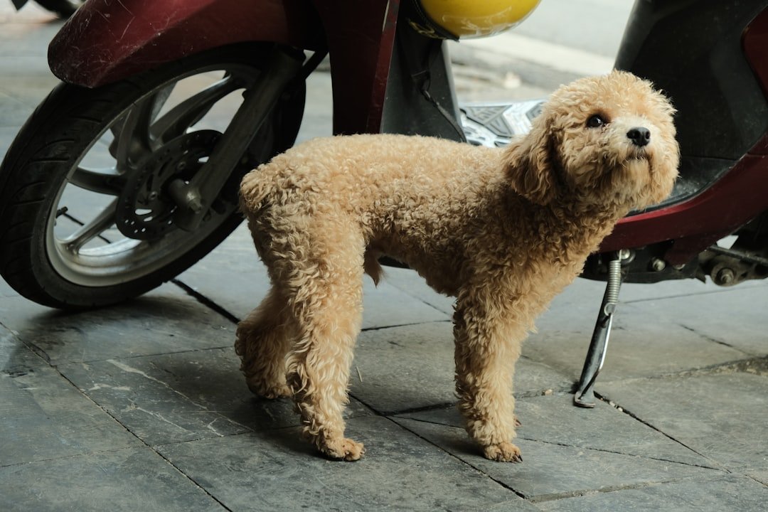 The People Pleaser: Poodle (image credits: unsplash)