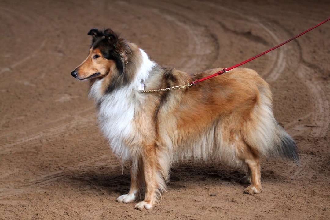 The Noble Nanny: Collie (image credits: unsplash)