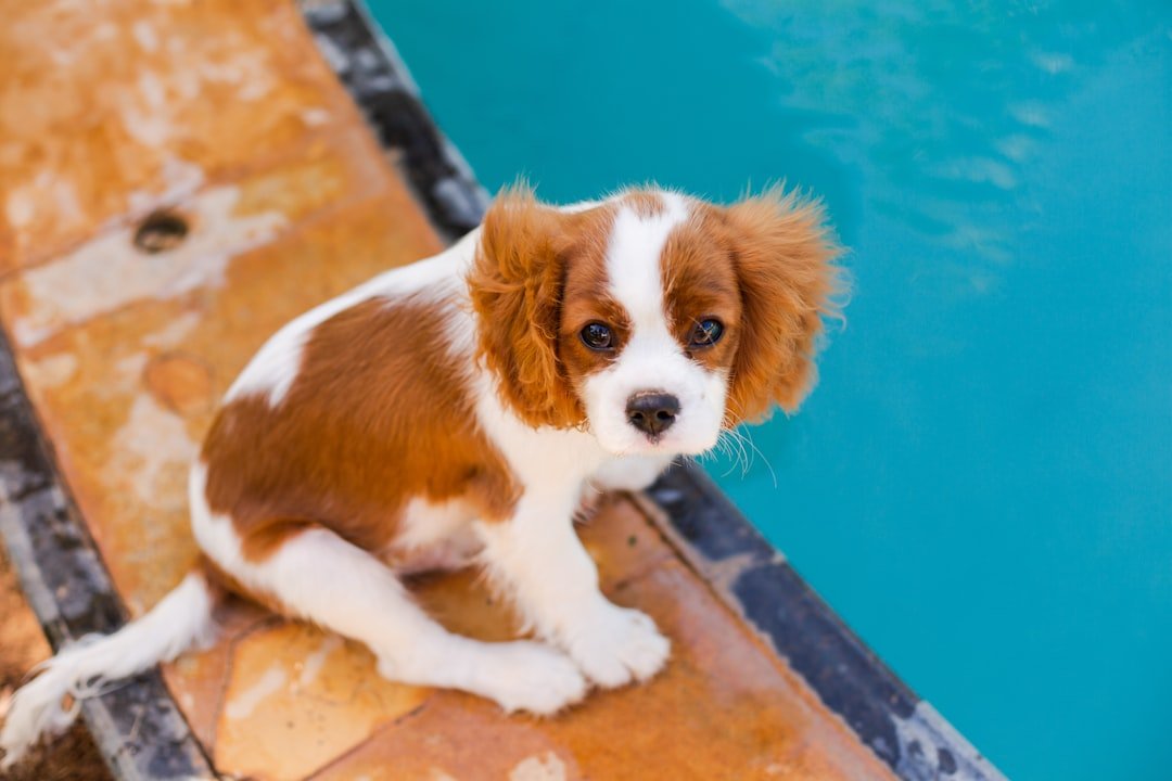 The Compact Charmer: Cavalier King Charles Spaniel (image credits: unsplash)