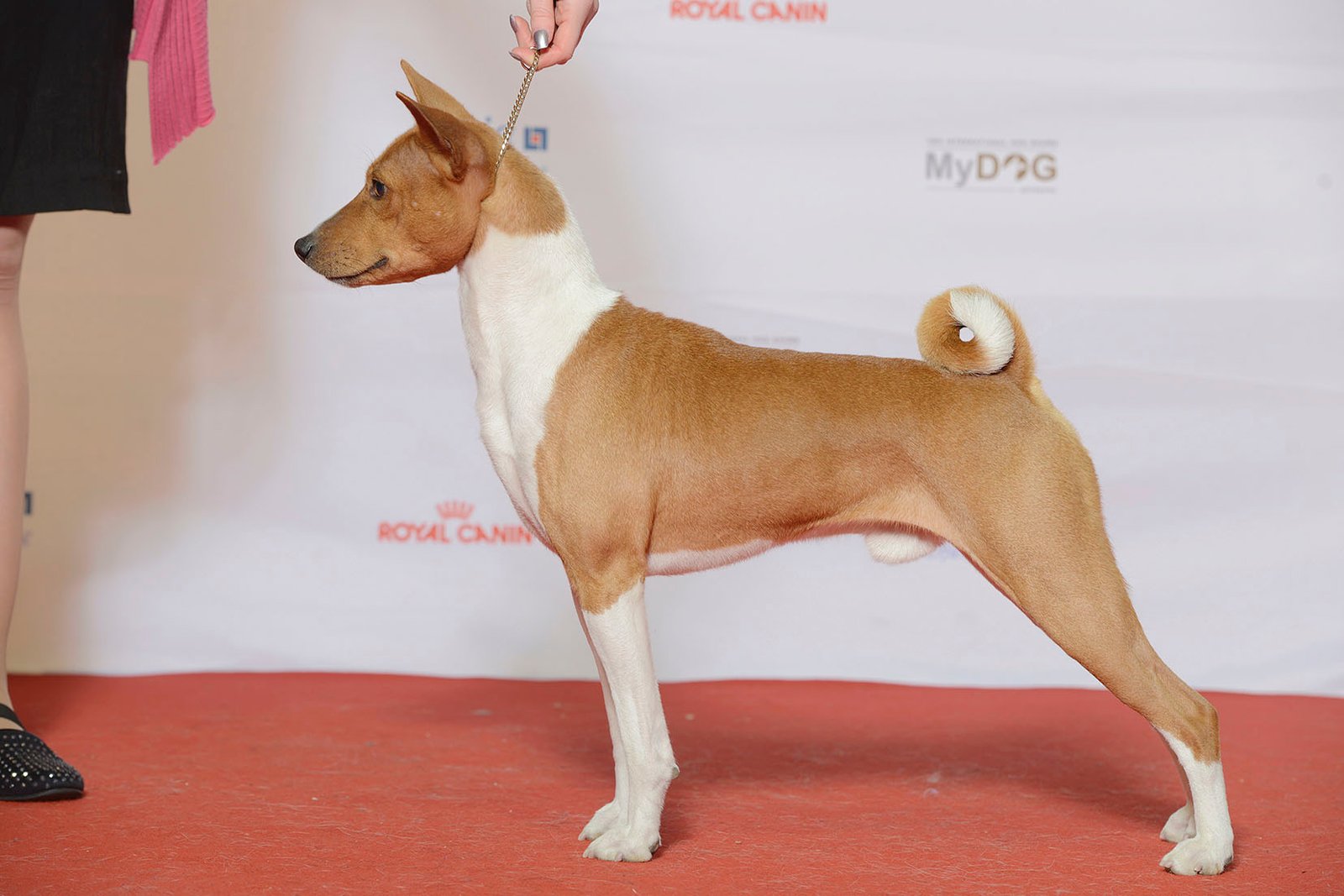 The Independent Spirit: Basenji (image credits: wikimedia)