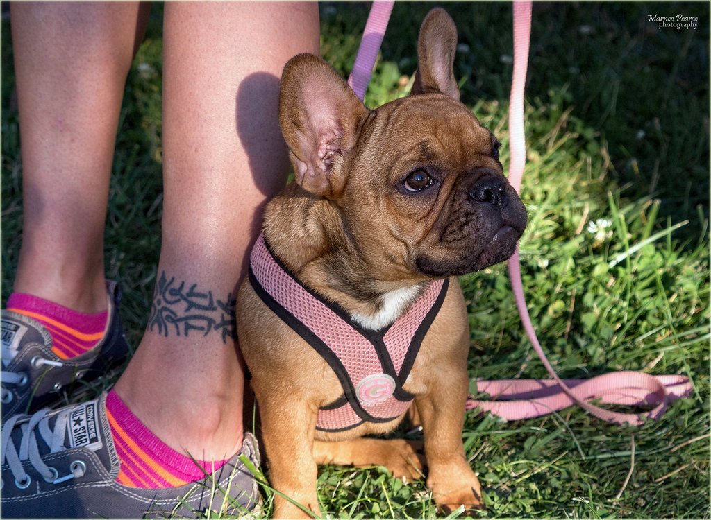 French Bulldog - The Charming Shadow (image credits: flickr)