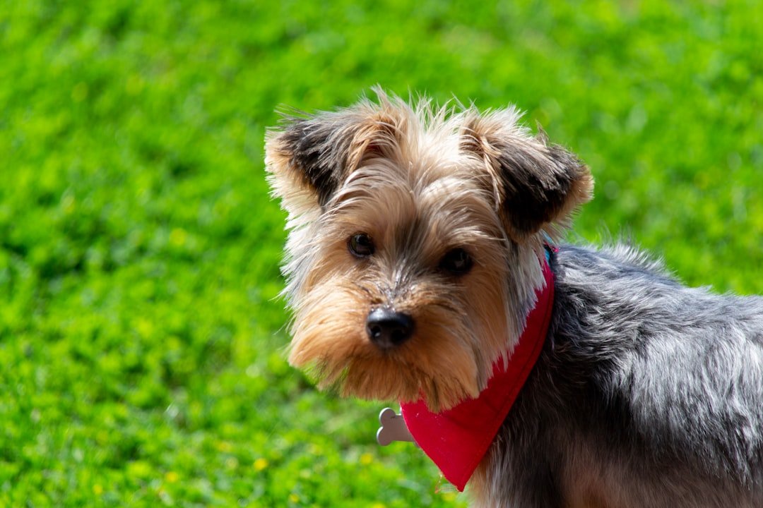 The Yorkshire Terrier: Small Package, Big Attitude (image credits: unsplash)