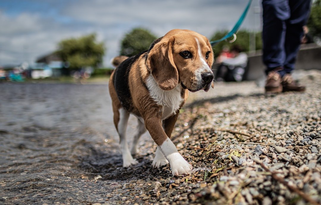 The Beagle: Nose-First, Rules Second (image credits: unsplash)