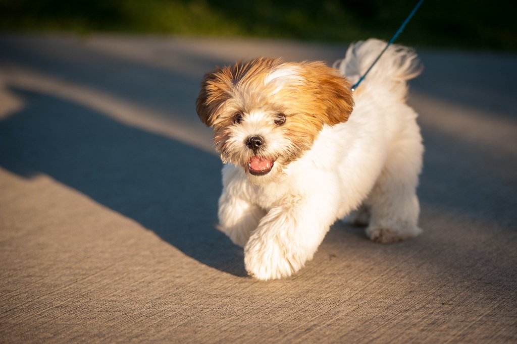 The Shih Tzu: Charming Their Way Out of Rules (image credits: flickr)