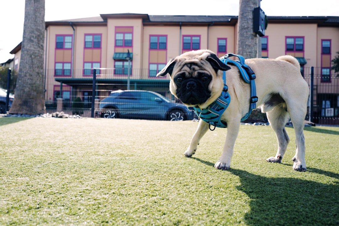 The Pug: Stubborn Sweethearts (image credits: unsplash)