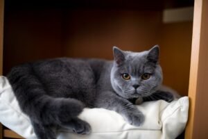 British Shorthair: The Gentleman's Cat