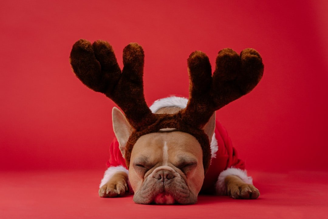 French Bulldogs - Small Dogs, Big Sound Effects (image credits: unsplash)
