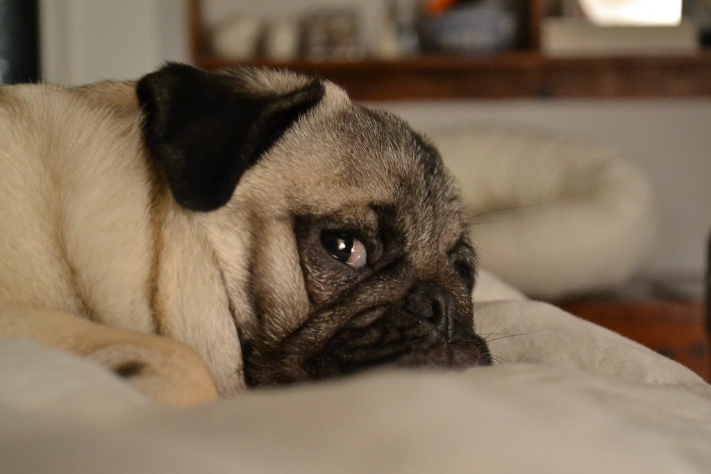 Pugs - The Adorable Sound Machines (image credits: flickr)