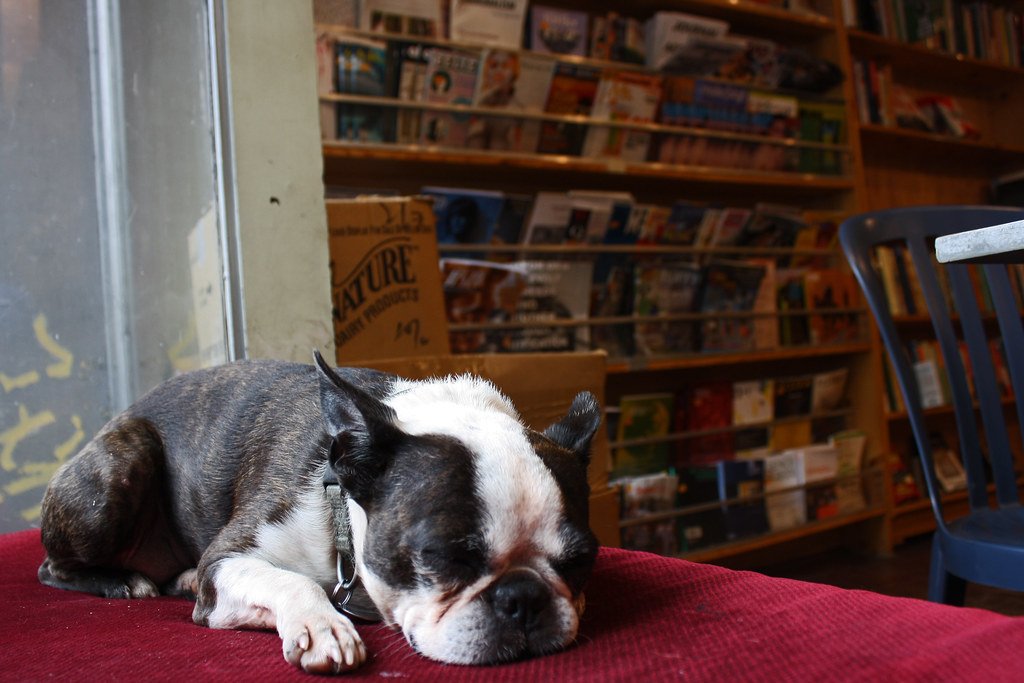 Boston Terriers - The Gentlemen Snorers (image credits: flickr)