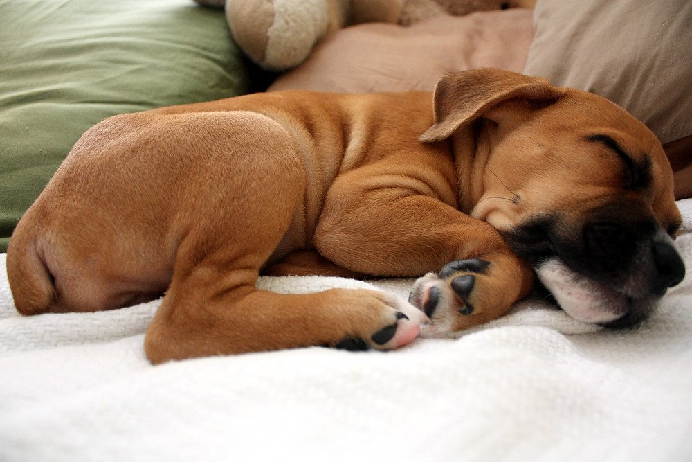 Boxers - The Athletic Snoring Machines (image credits: flickr)