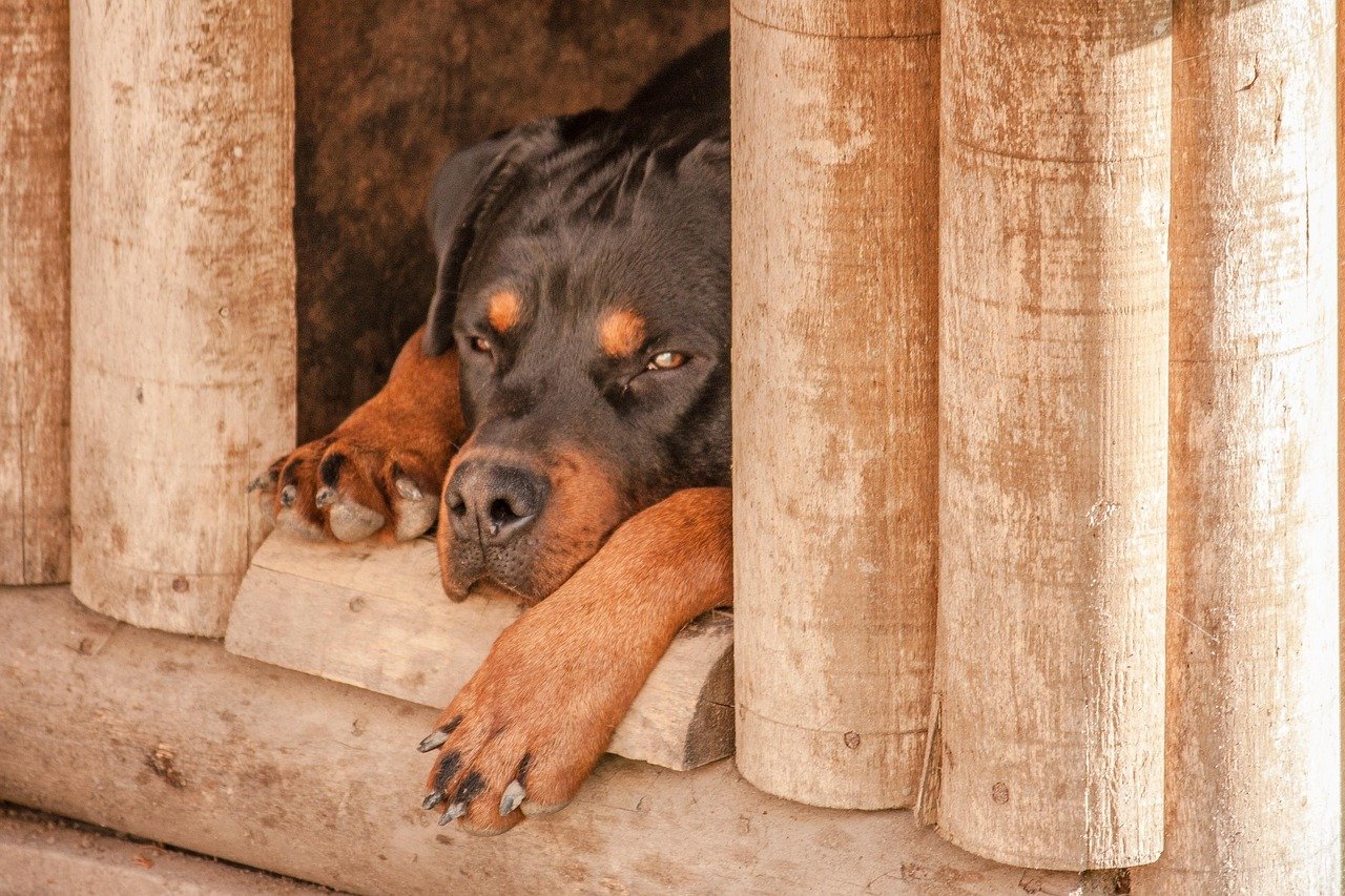 Rottweilers - The Powerful Sleep Snorers (image credits: pixabay)