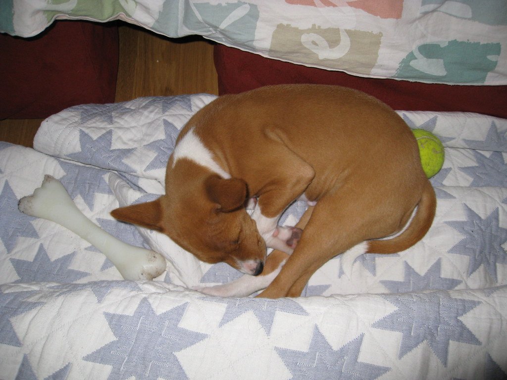Basenji - The
