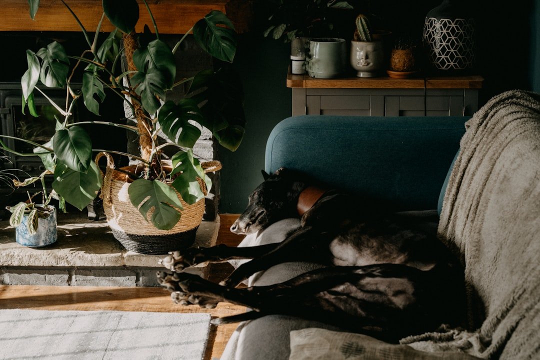 Greyhound - The Gentle Giant Sleeper (image credits: unsplash)