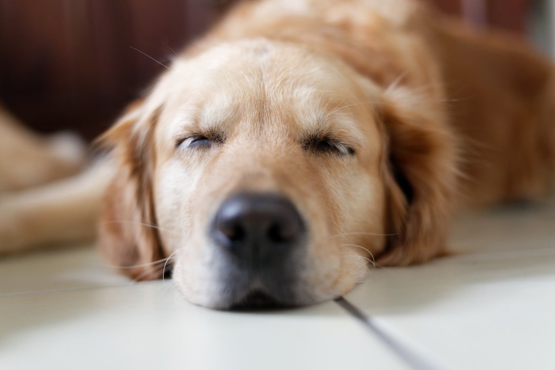 Golden Retriever - The Family-Friendly Silent Companion (image credits: unsplash)