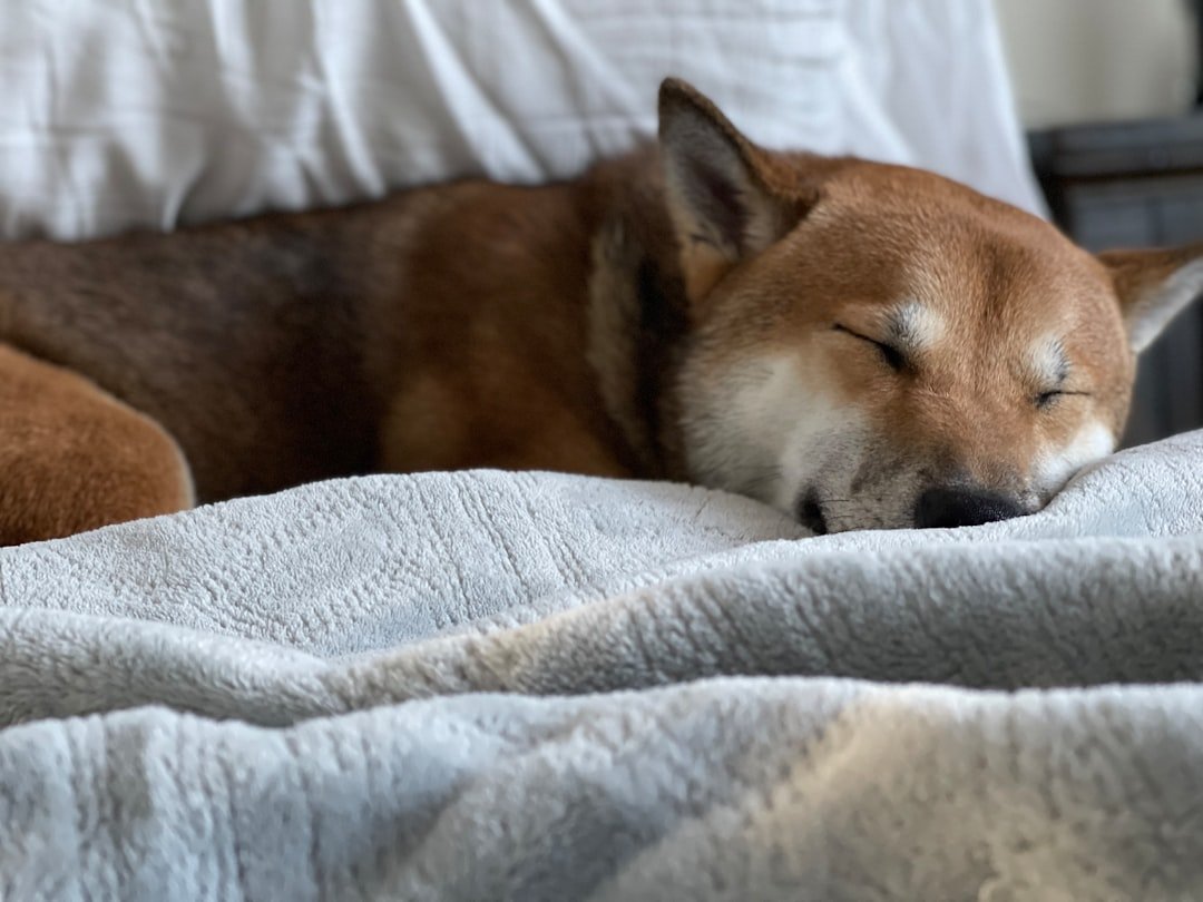Shiba Inu - The Independent Silent Sleeper (image credits: unsplash)