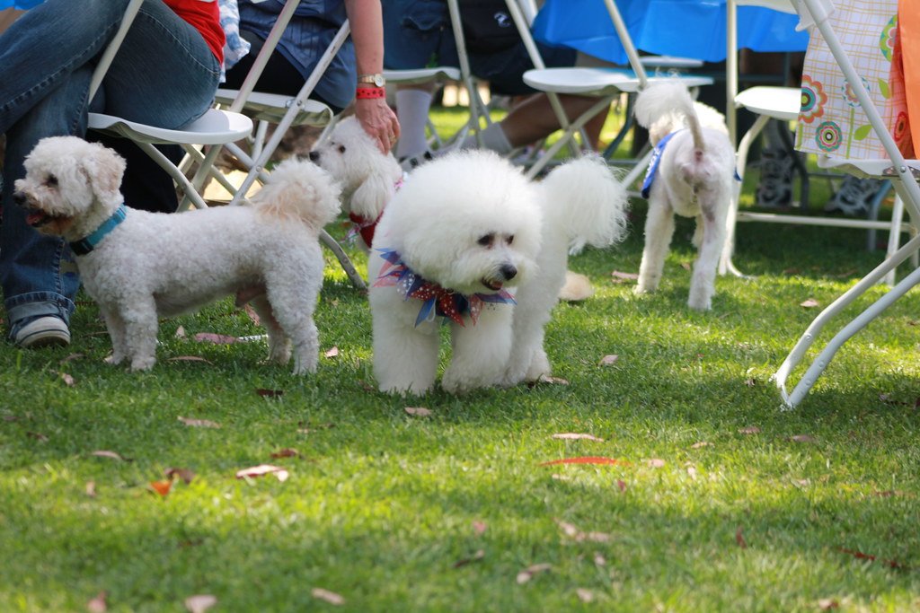 Bichon Frise - The Fluffy Cloud Who Lives for Love (image credits: flickr)