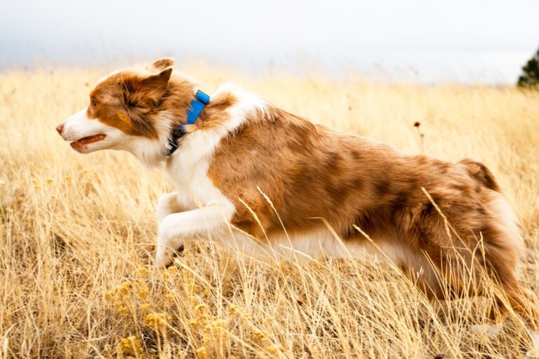 10 Emotional Dog Breeds That Get Sad When Left Alone