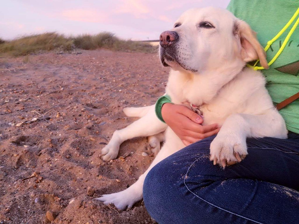 Labrador Retriever: The Social Butterfly (image credits: flickr)