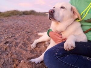 10 Emotional Dog Breeds That Should Never Be Kept By Busy Owners