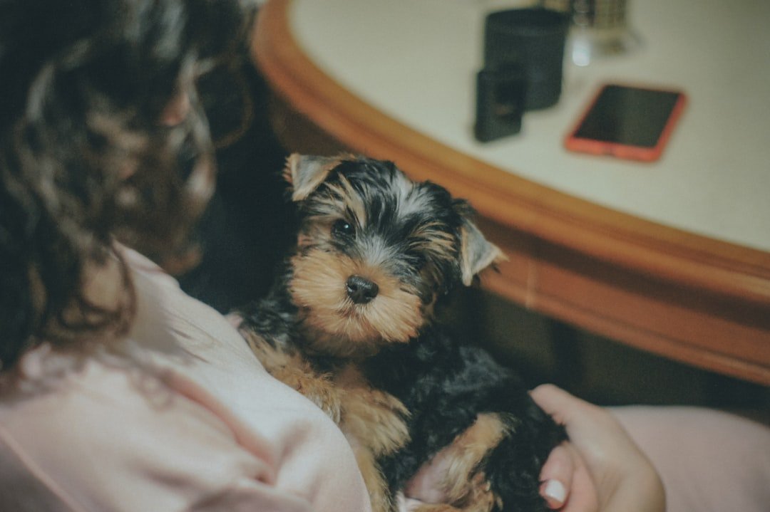 The Yorkshire Terrier: Small Package, Big Attachment Issues (image credits: unsplash)