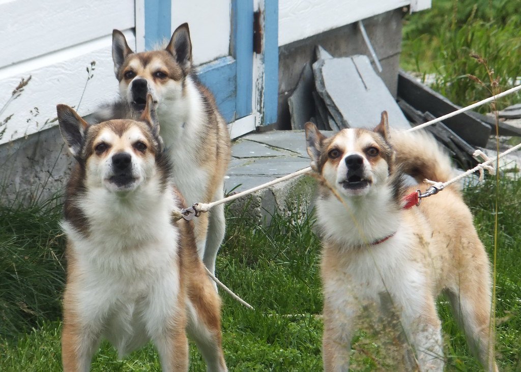 The Norwegian Lundehund: The Six-Toed Wonder (image credits: flickr)