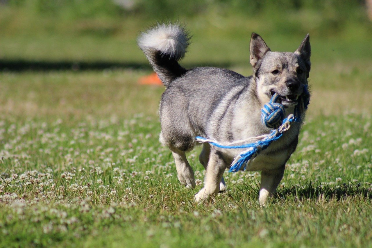 The Swedish Vallhund: Viking's Best Friend (image credits: pixabay)