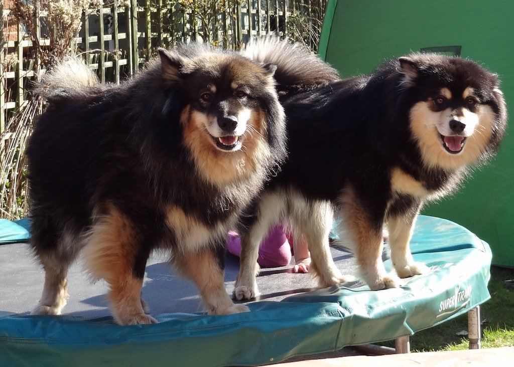 The Finnish Lapphund: The Reindeer Whisperer (image credits: flickr)