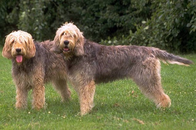 The Otterhound: The Gentle Giant Water Lover (image credits: wikimedia)
