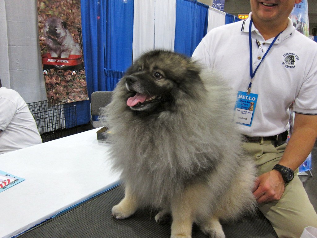 The Keeshond: The Smiling Dutchman (image credits: flickr)