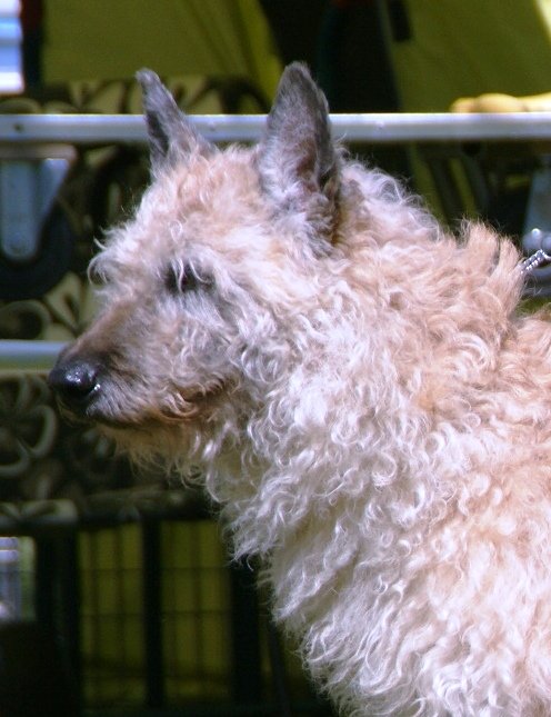 The Belgian Laekenois: The Scruffy Shepherd (image credits: By Canarian, CC BY-SA 3.0, https://commons.wikimedia.org/w/index.php?curid=29142994)