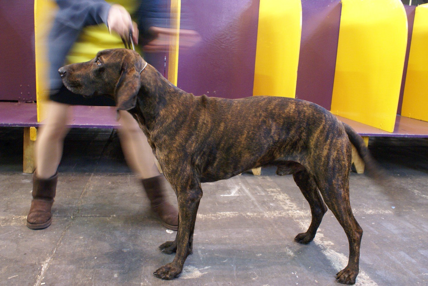 The Plott Hound: The Mountain Warrior (image credits: wikimedia)