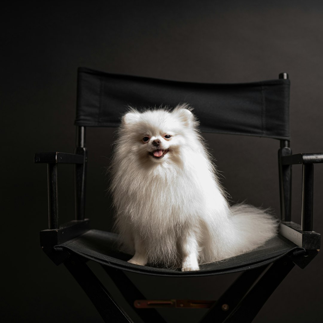 Pomeranians: The Drama Queens (image credits: unsplash)