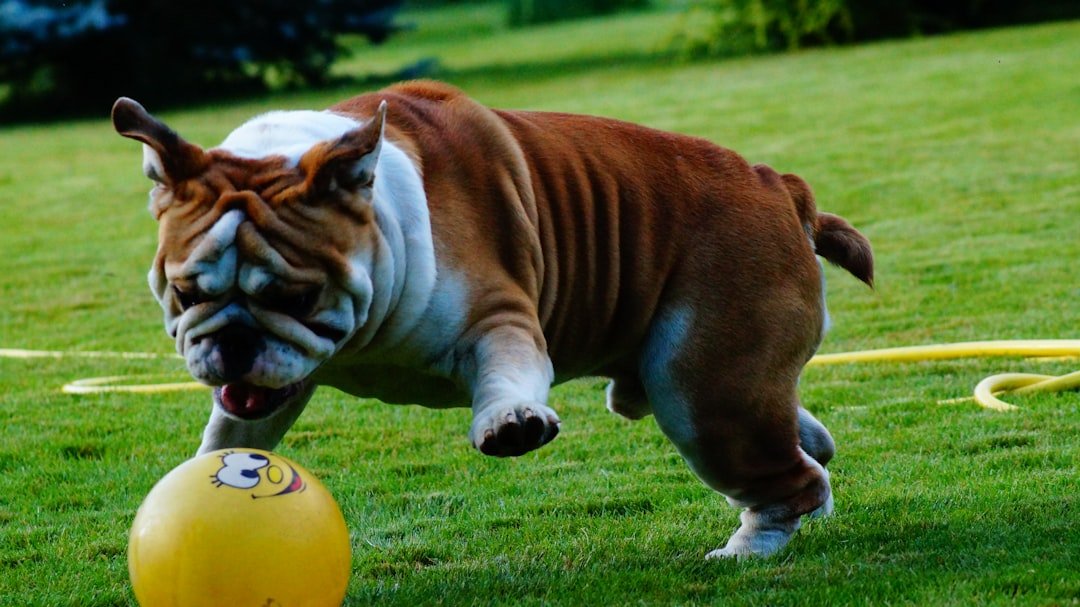 English Bulldogs: The Slow-Motion Stompers (image credits: unsplash)
