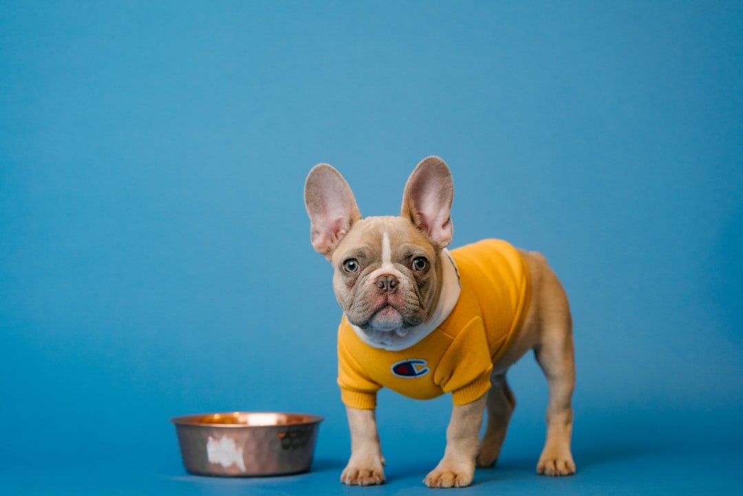 French Bulldogs: The Walking Punchlines (image credits: unsplash)