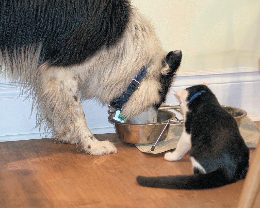 Border Collies: The Mealtime Strategists (image credits: flickr)