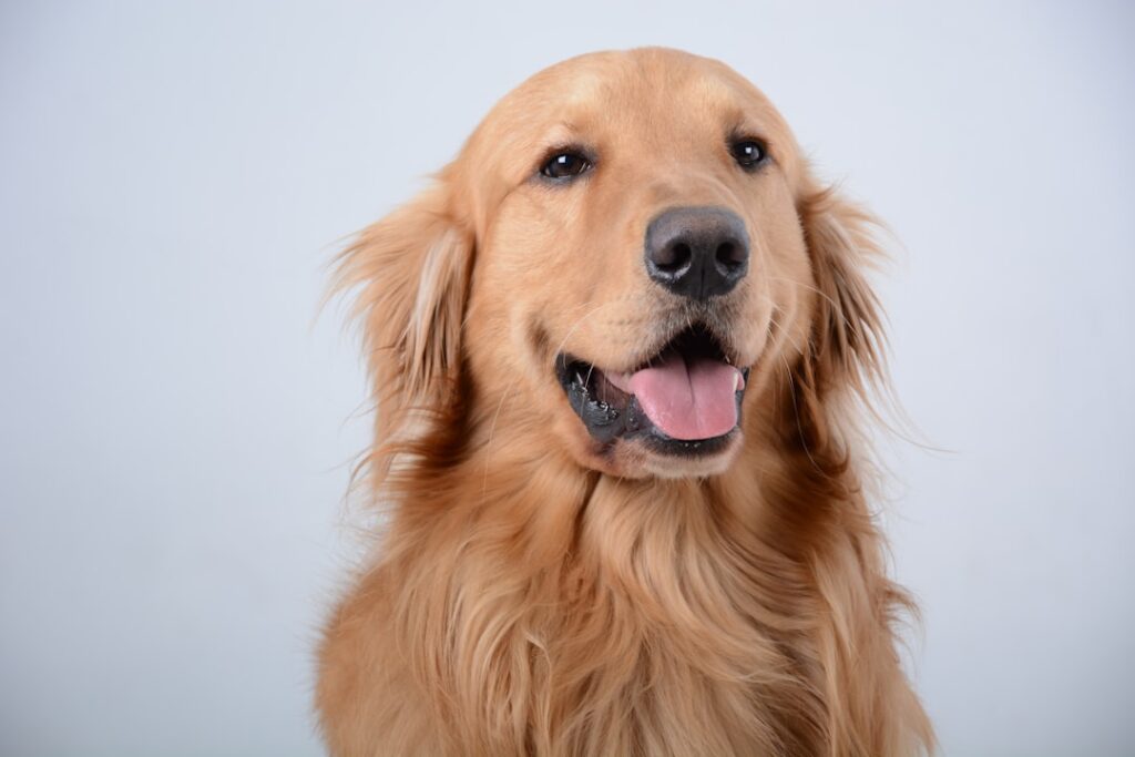 Golden Retrievers: The Grinning Goofballs