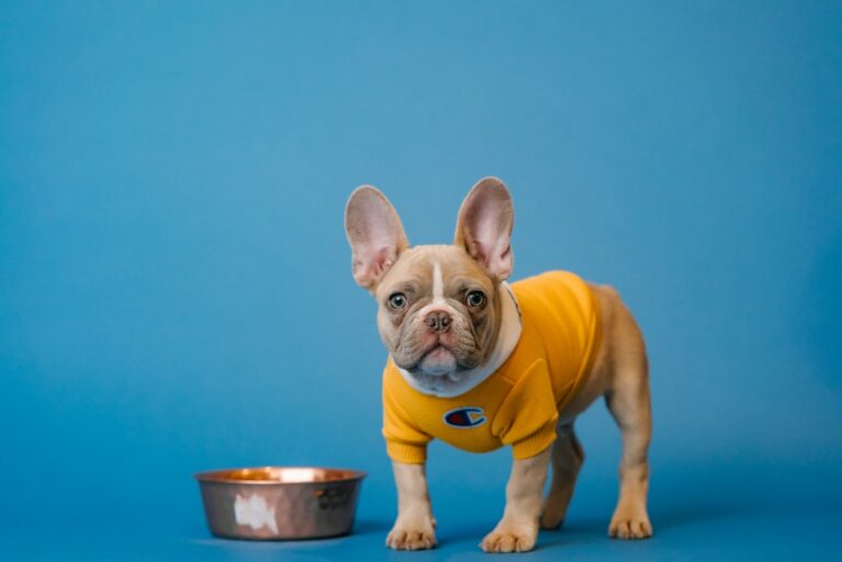 10 Goofy Dog Breeds Who Act Silly Before Mealtime
