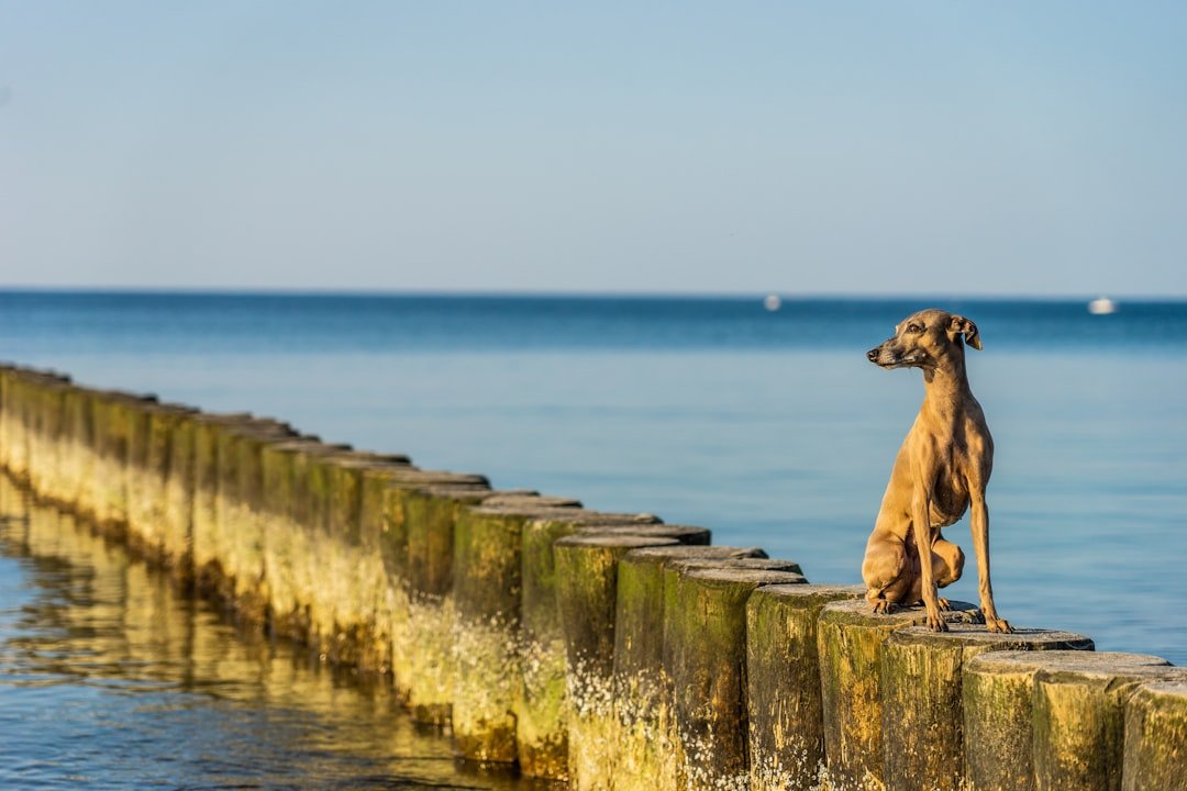 Italian Greyhounds: The Velvet-Hearted Aristocrats (image credits: unsplash)