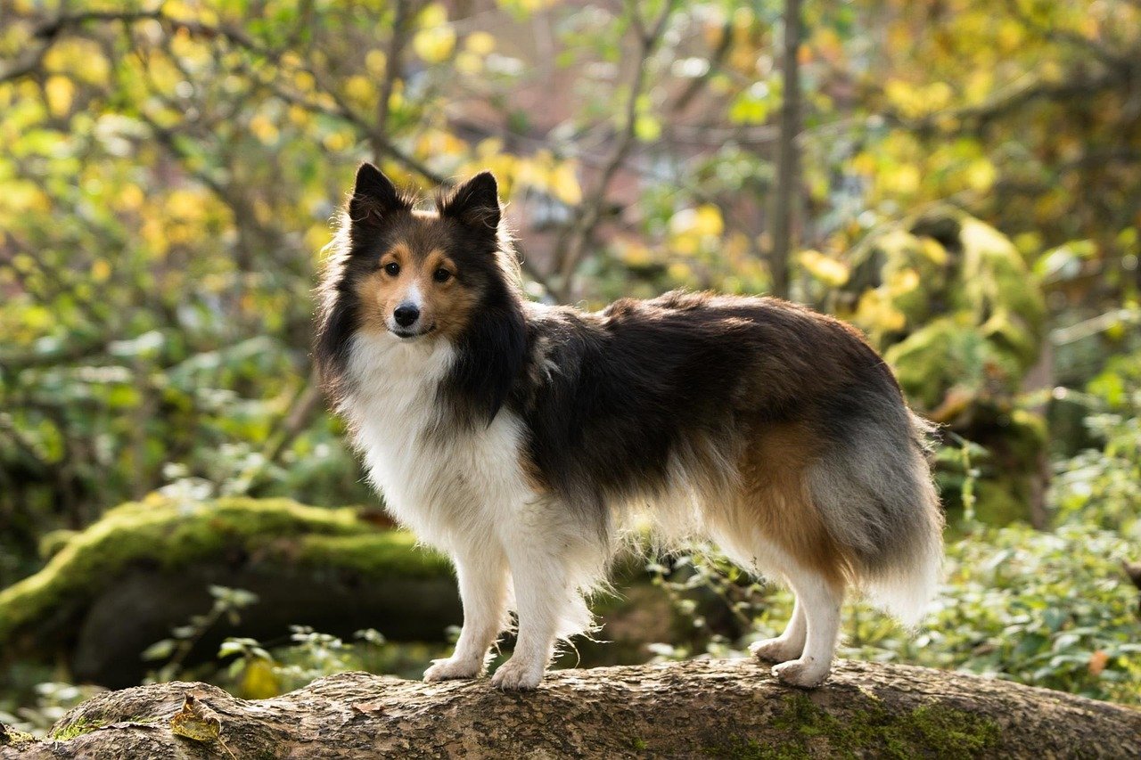 Shetland Sheepdogs: The Sensitive Shepherds (image credits: pixabay)