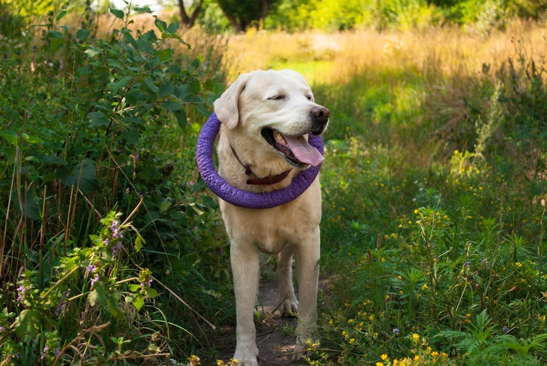 Labrador Retrievers: Masters of Infectious Happiness (image credits: unsplash)