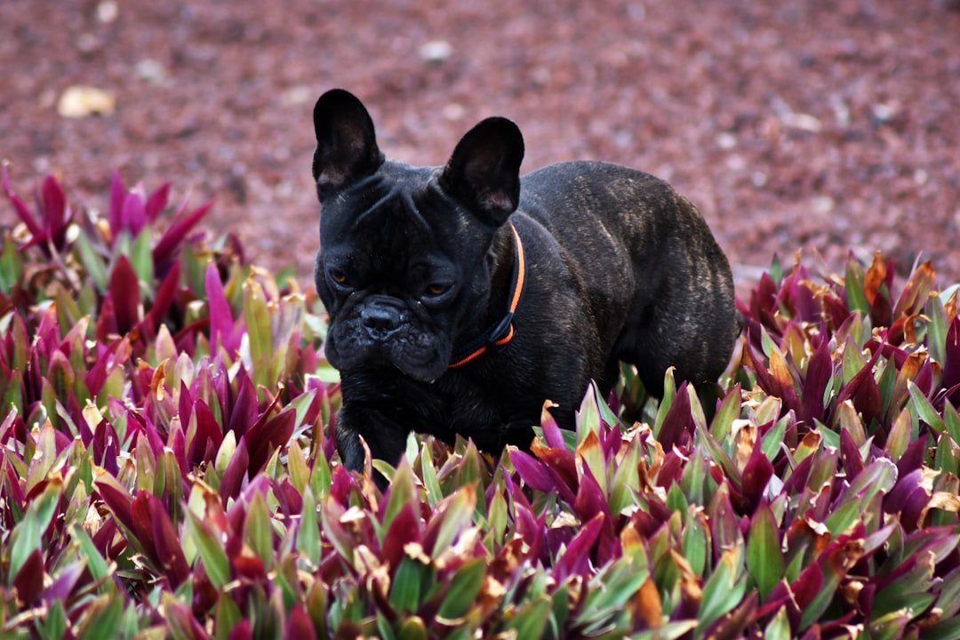French Bulldogs: Small Dogs with Big Personalities (image credits: unsplash)